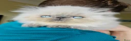 Persian cats for stud: PKD Clear Proven Persian Stud  in Worthing - Advert 17