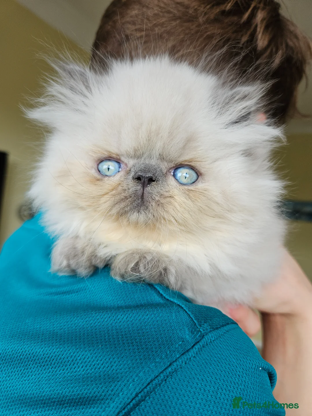 Persian cats for stud: PKD Clear Proven Persian Stud  in Worthing - Advert 17