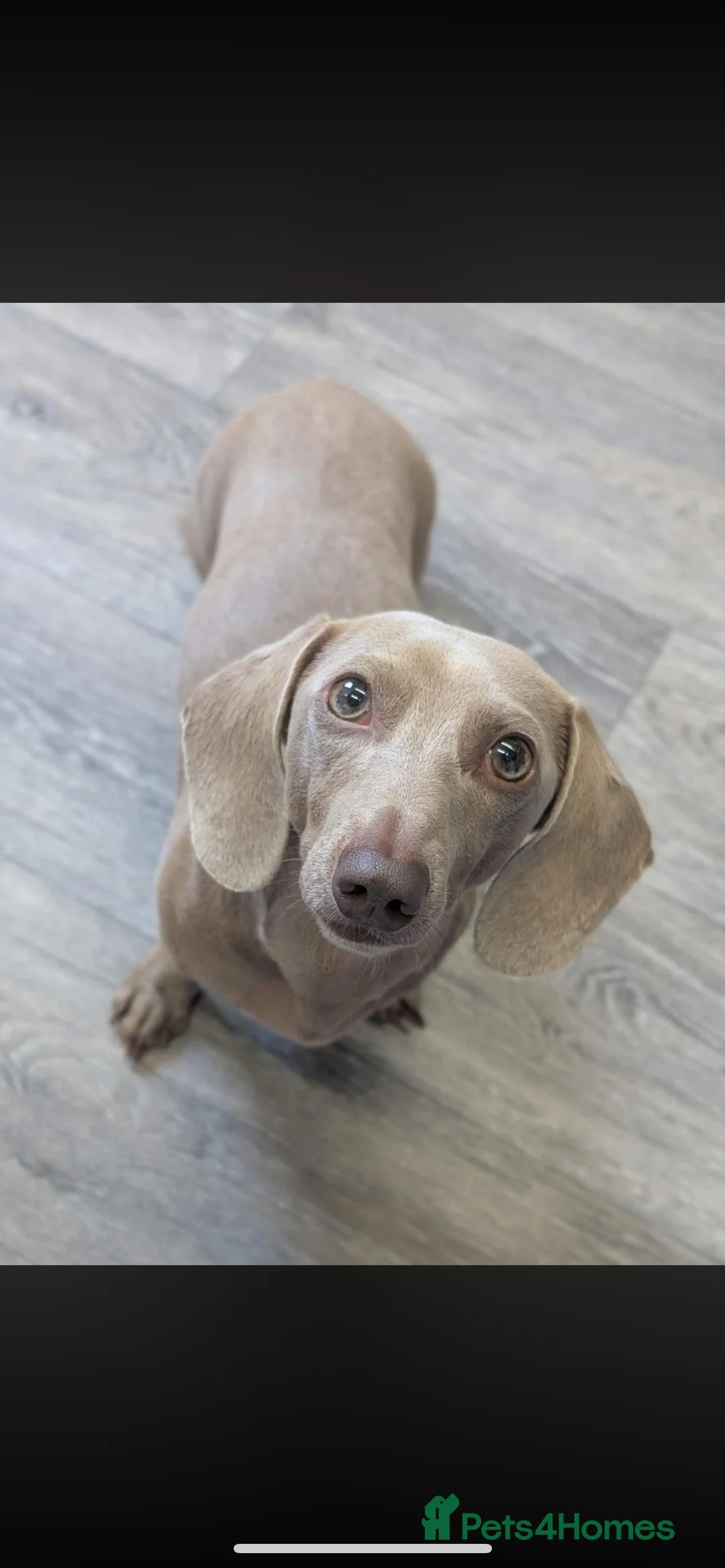 Miniature Dachshund dogs for sale: Miniature dachshund  - Advert 2