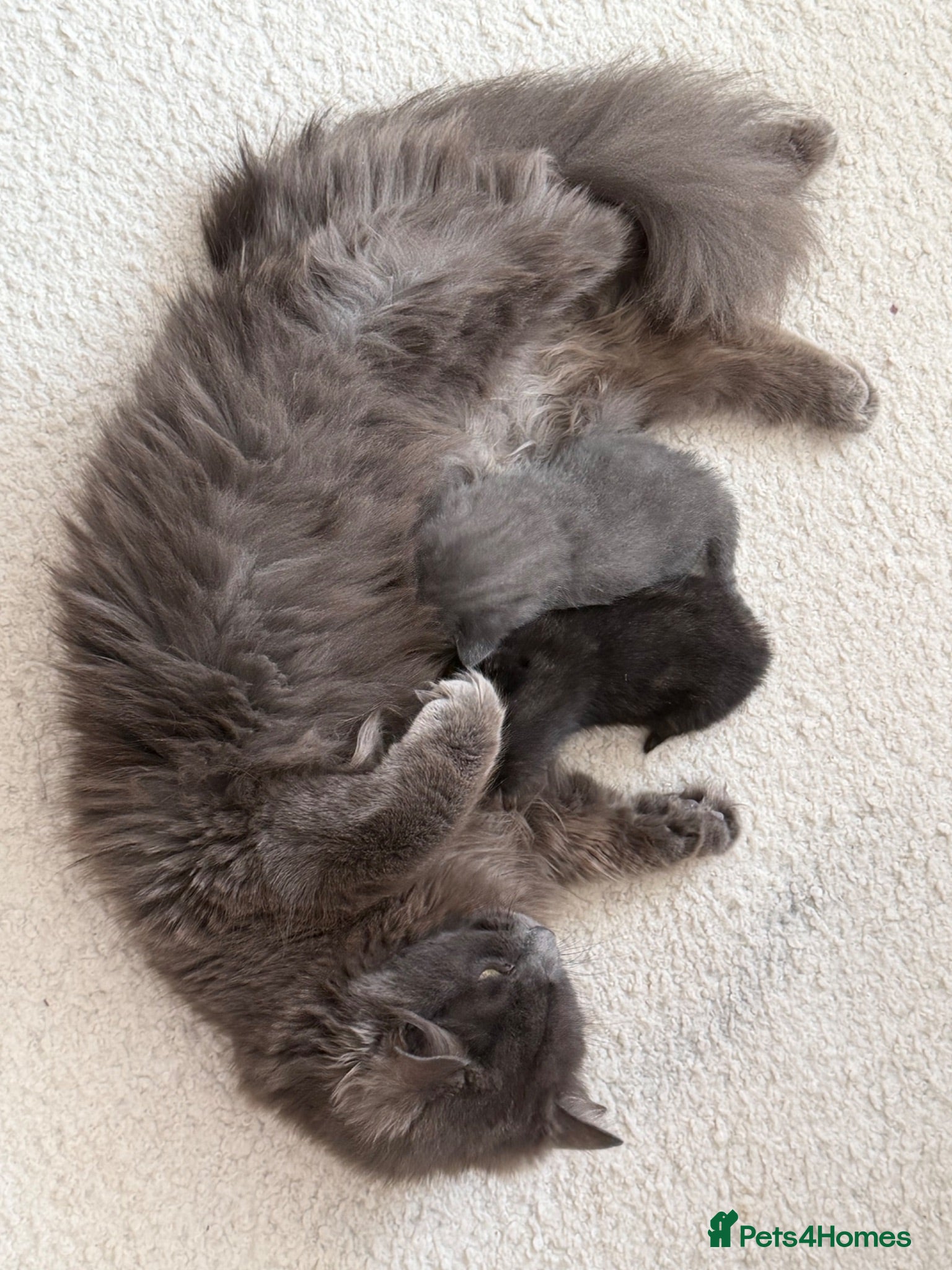 Mixed Breed cats 4 kittens for sale - see description for prices  - Advert 5