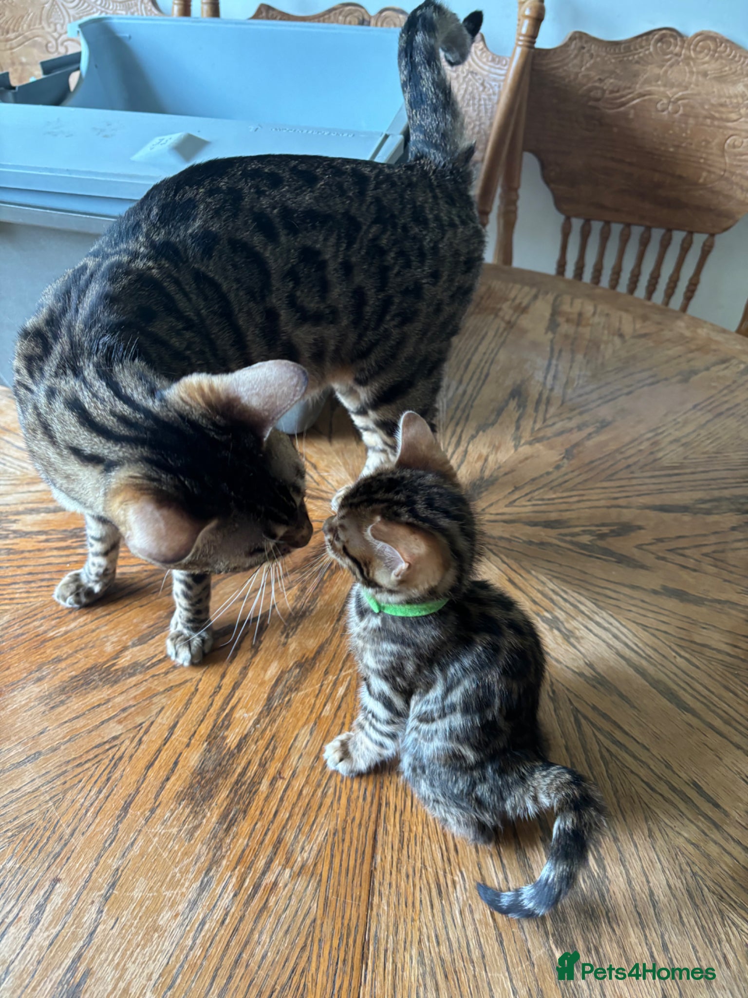 Bengal cats Bengal kittens looking for their forever home - Advert 2