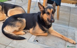 Mixed Breed dogs for sale: Newzealand shepherd  - Image 4
