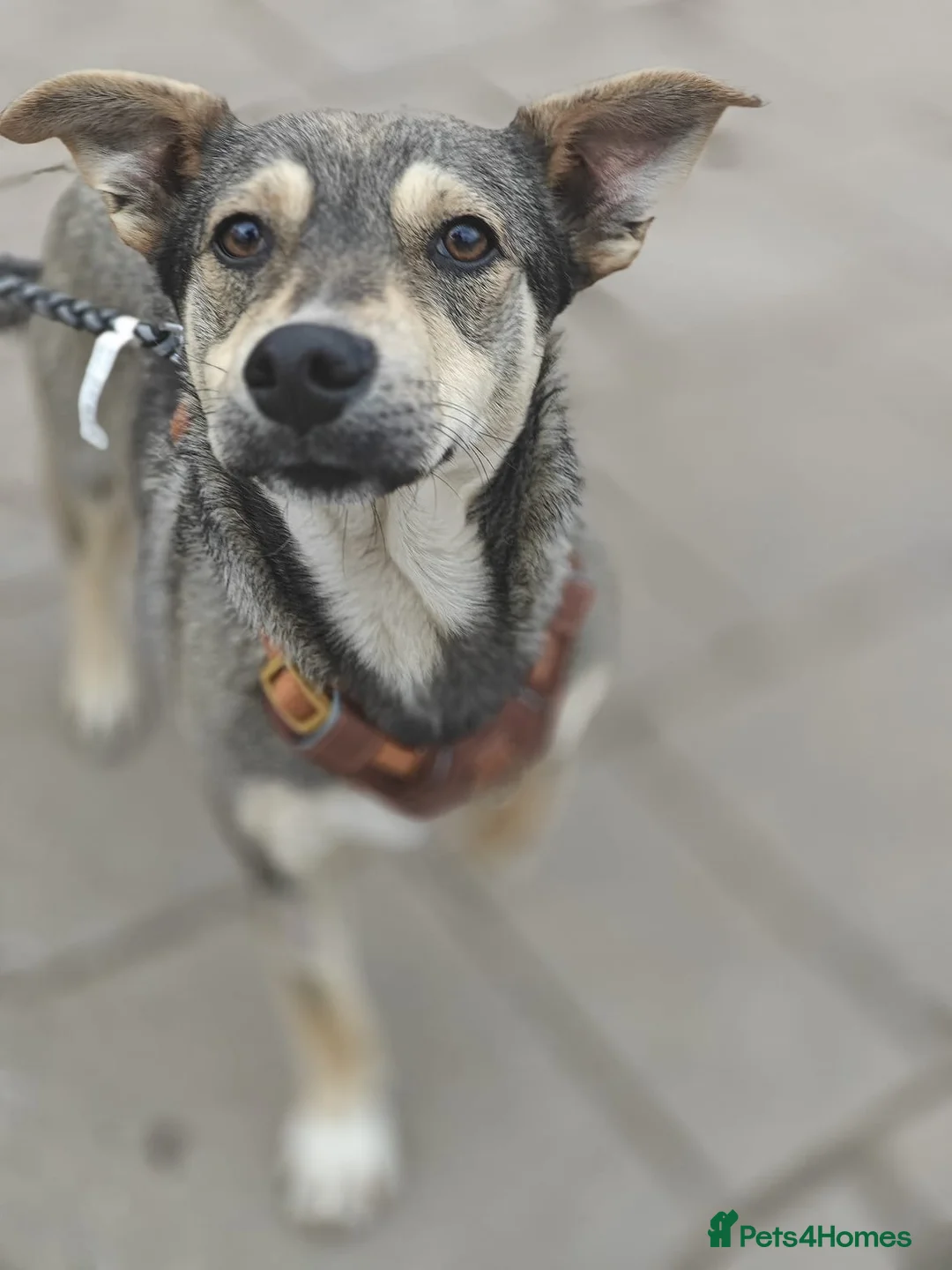 Mixed Breed dogs for adoption: 💙🐶 MARTIN: THE BOY WHO DOESN’T PUSH, JUST WAITS in Burton-on-Trent - Advert 7