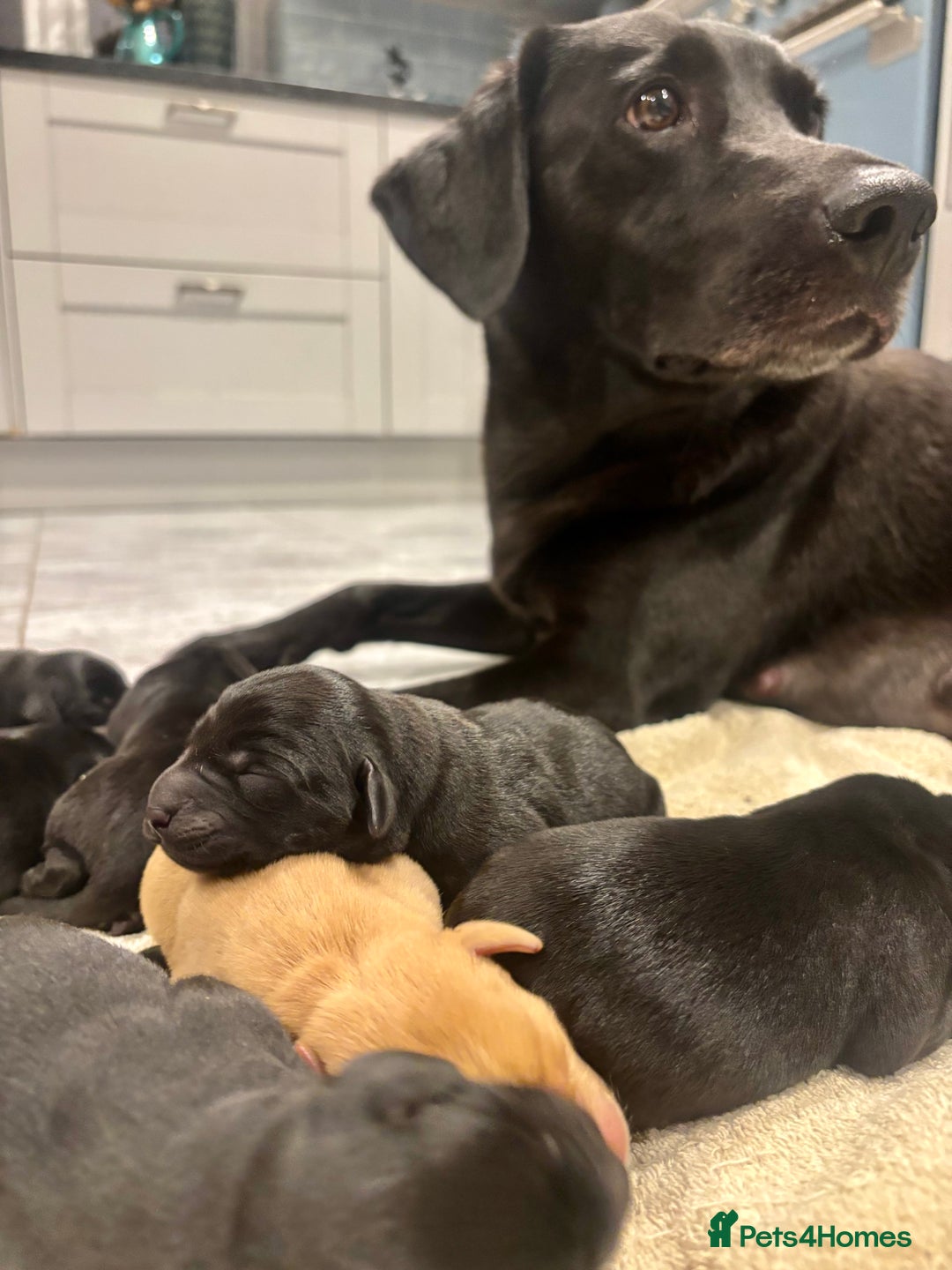 Labrador Retriever dogs for sale: Gorgeous litter of Labrador KC puppies for sale.  - Advert 3