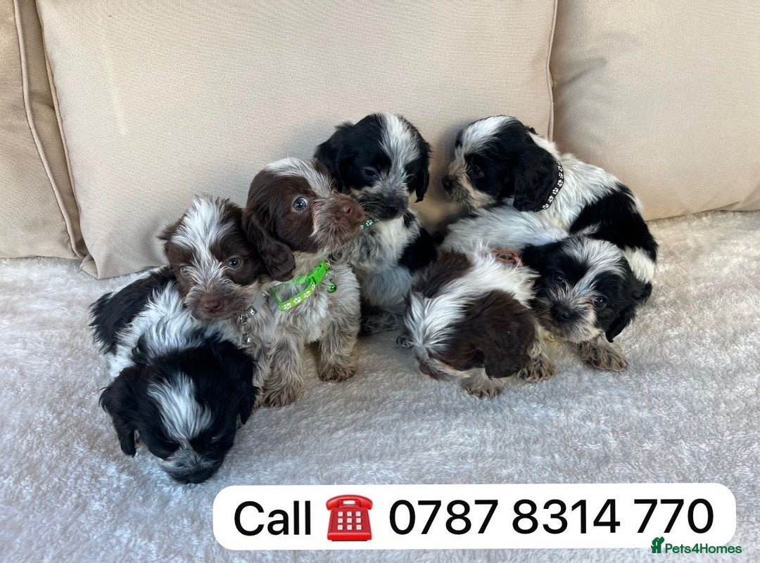Cockapoo dogs for sale: cockapoos puppies F1 3 boys 2 girls  - Advert 8