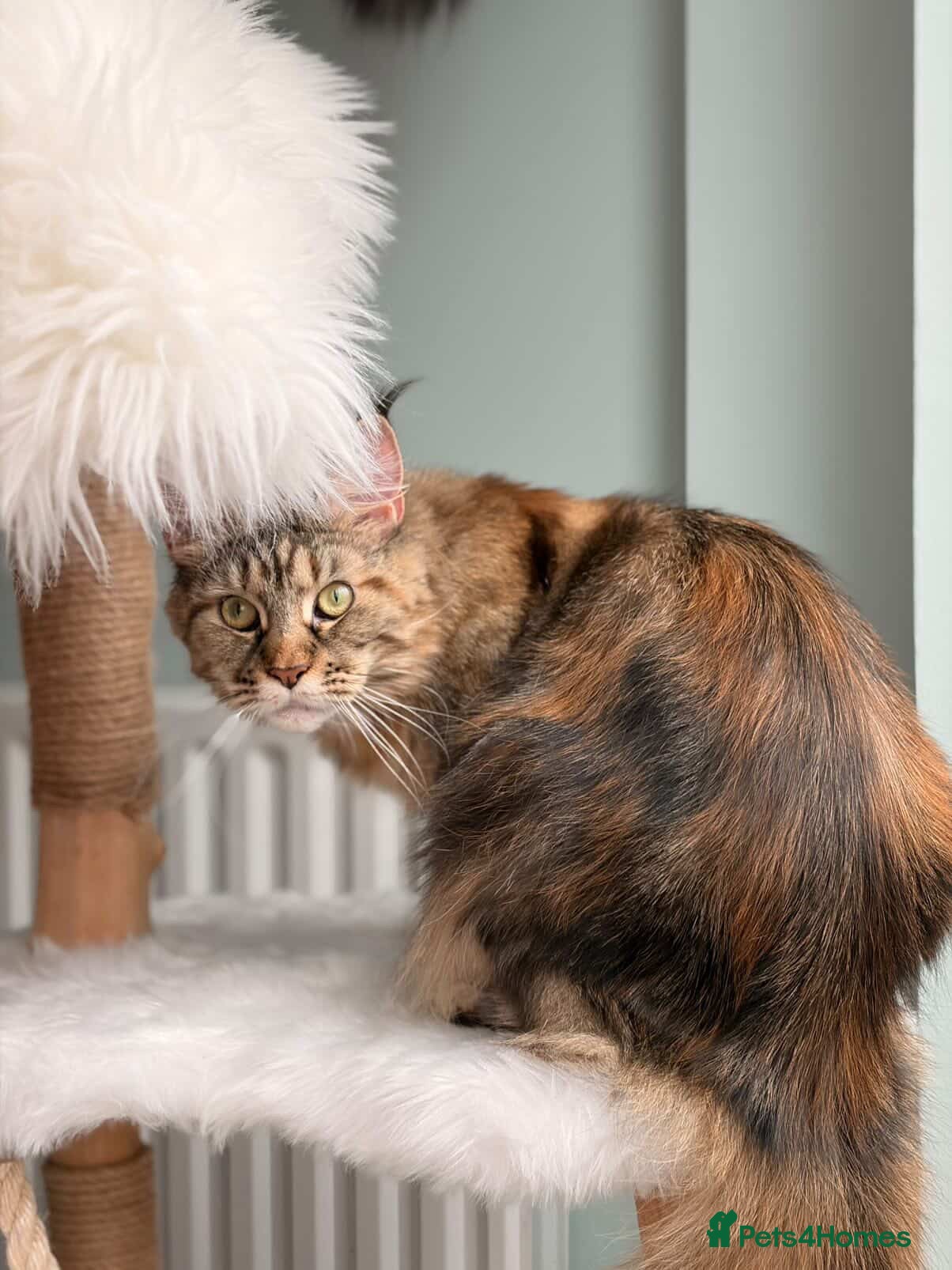 Maine Coon cats for sale: TICA Mainecoon Litter Due  - Advert 7