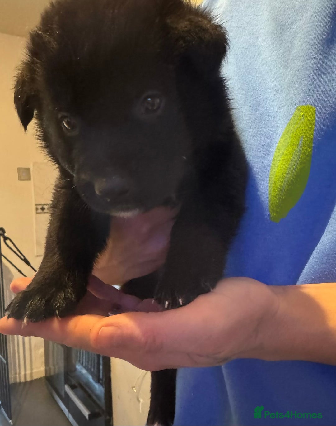 Mixed Breed dogs for sale: Akita x German shepherd puppies - Advert 4
