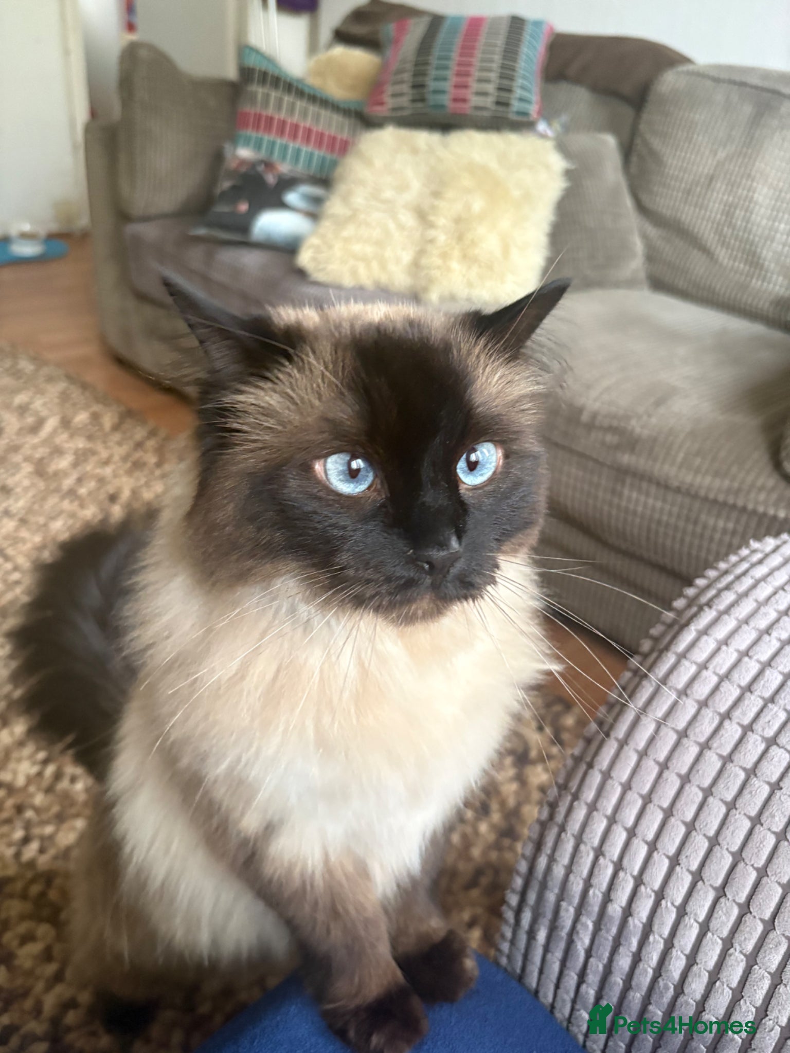 Ragdoll cats 4 year old female neutered ragdoll - Advert 1