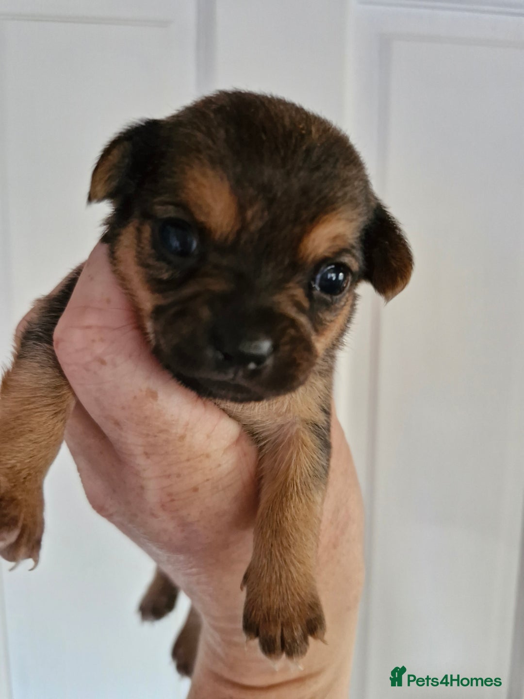Chorkie dogs for sale: 3 quarter chihuahua 1 quarter yorkie - Image 6