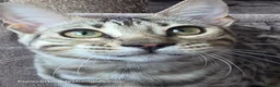 Bengal cats for sale: Bengal Brother & Sister  - Advert 16