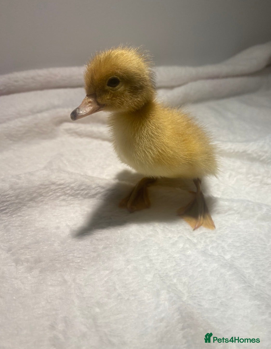 Ducks poultry Day Old Welsh Harlequin Ducklings Available 🐥 - Advert 2