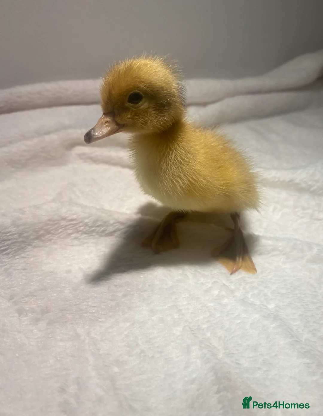 Ducks poultry for sale: Week Old Welsh Harlequin Ducklings Available 🐥 - Advert 2