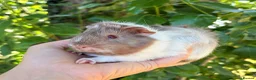 Guinea Pig rodents for sale: LOTS of Stunning Baby Girl Guinea Pigs 💗 - Advert 11