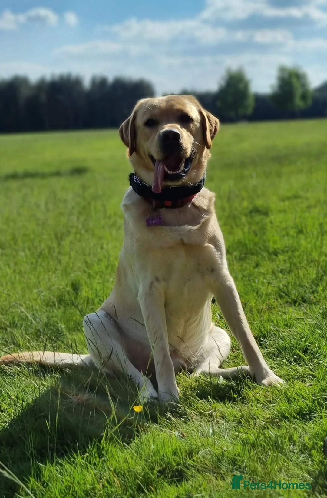 Labrador Retriever dogs for stud: Leo Yellow Labrador - Advert 2