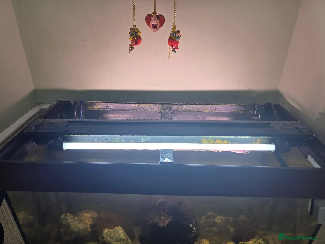 Cichlids fish for sale: Juwel 125 with cichlids  - Advert 2