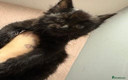 Mixed Breed cats for sale: Mainecoone x abysinian  - Image 2