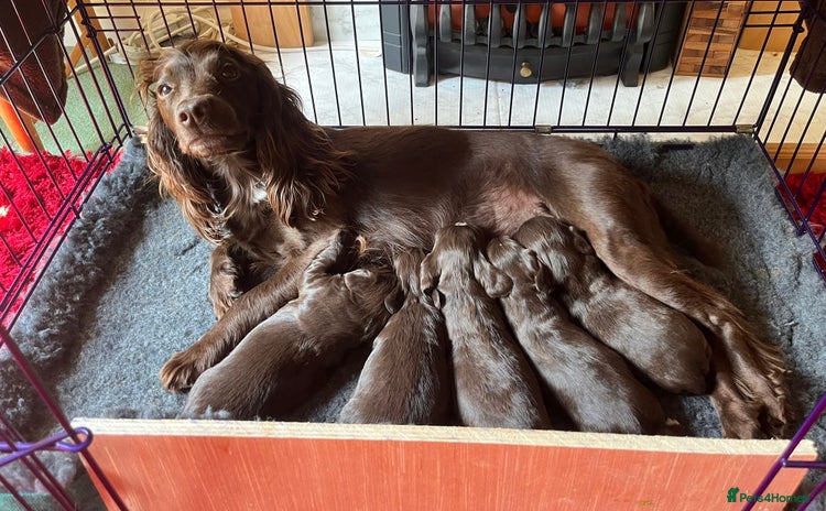 Cocker Spaniel dogs - Advert 13