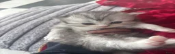 Persian cats for sale: Beautiful Persian chinchilla kittens available  - Advert 9