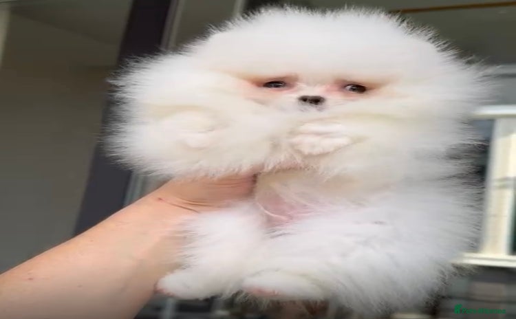 Pomeranian dogs - Advert 6