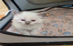 Ragdoll cats for sale: Gorgeous GCCF registered kittens - Image 8
