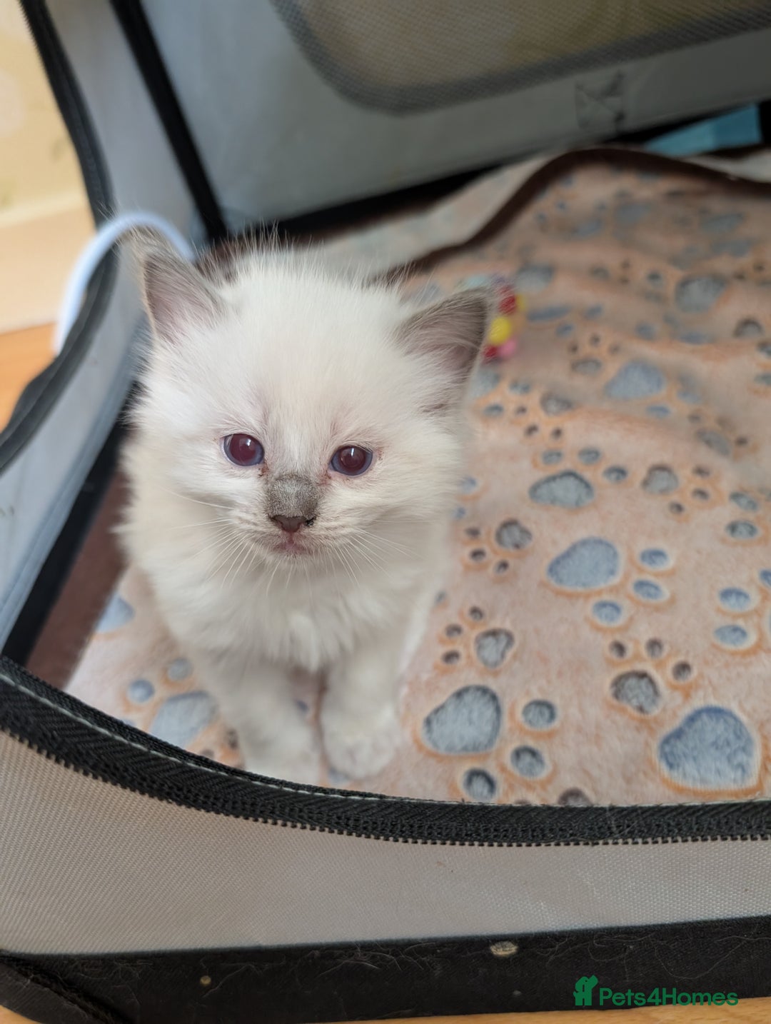 Ragdoll cats for sale: Gorgeous GCCF registered kittens - Image 8
