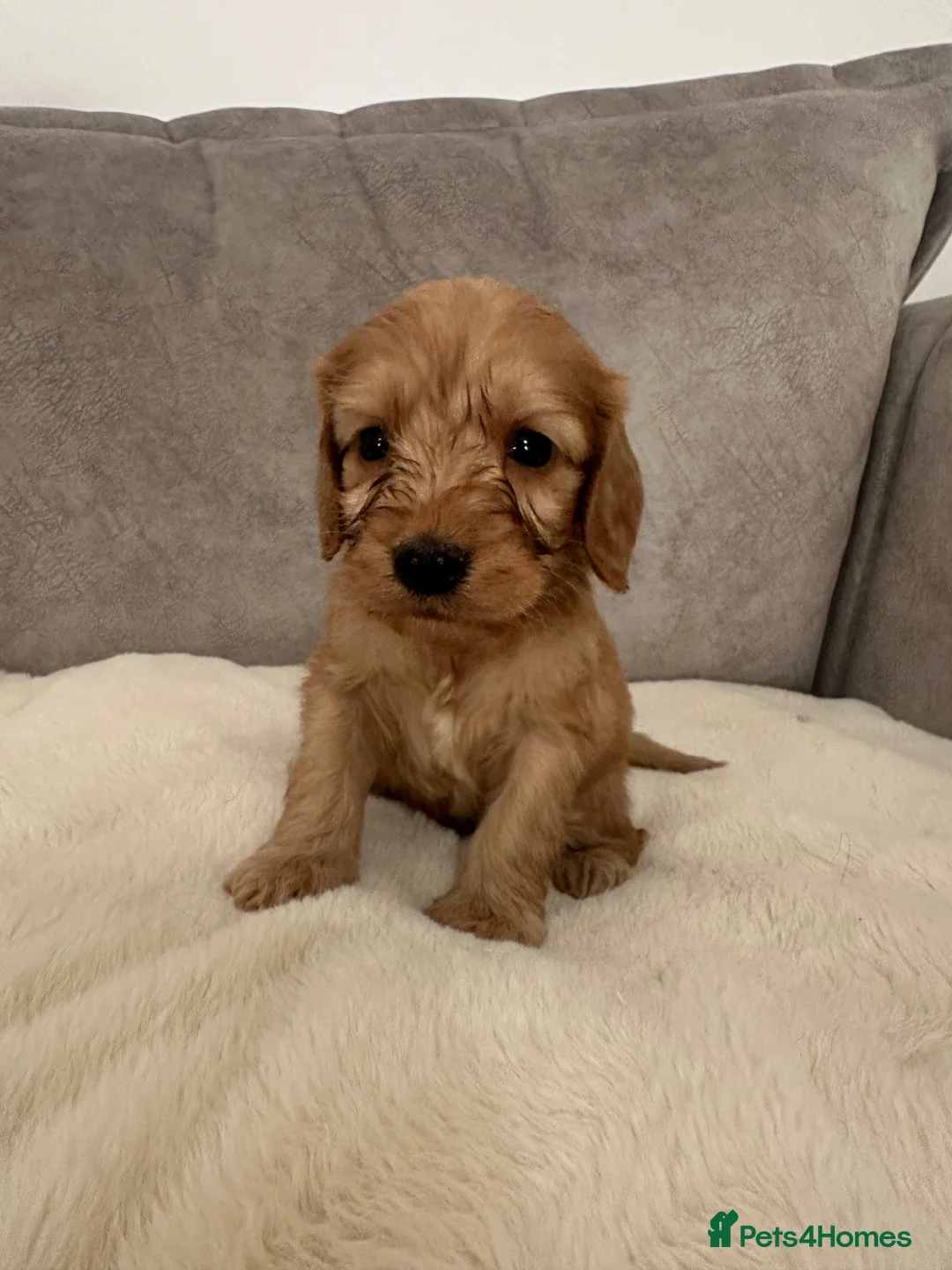 Cockapoo dogs for sale: Cockapoo puppies in Middlesbrough - Advert 9