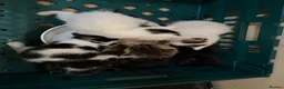 Mixed Breed cats for sale: Ready now Kittens  - Advert 1