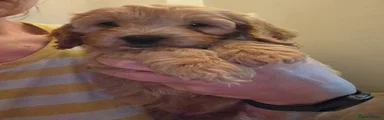 Cockapoo Puppy (Red)
