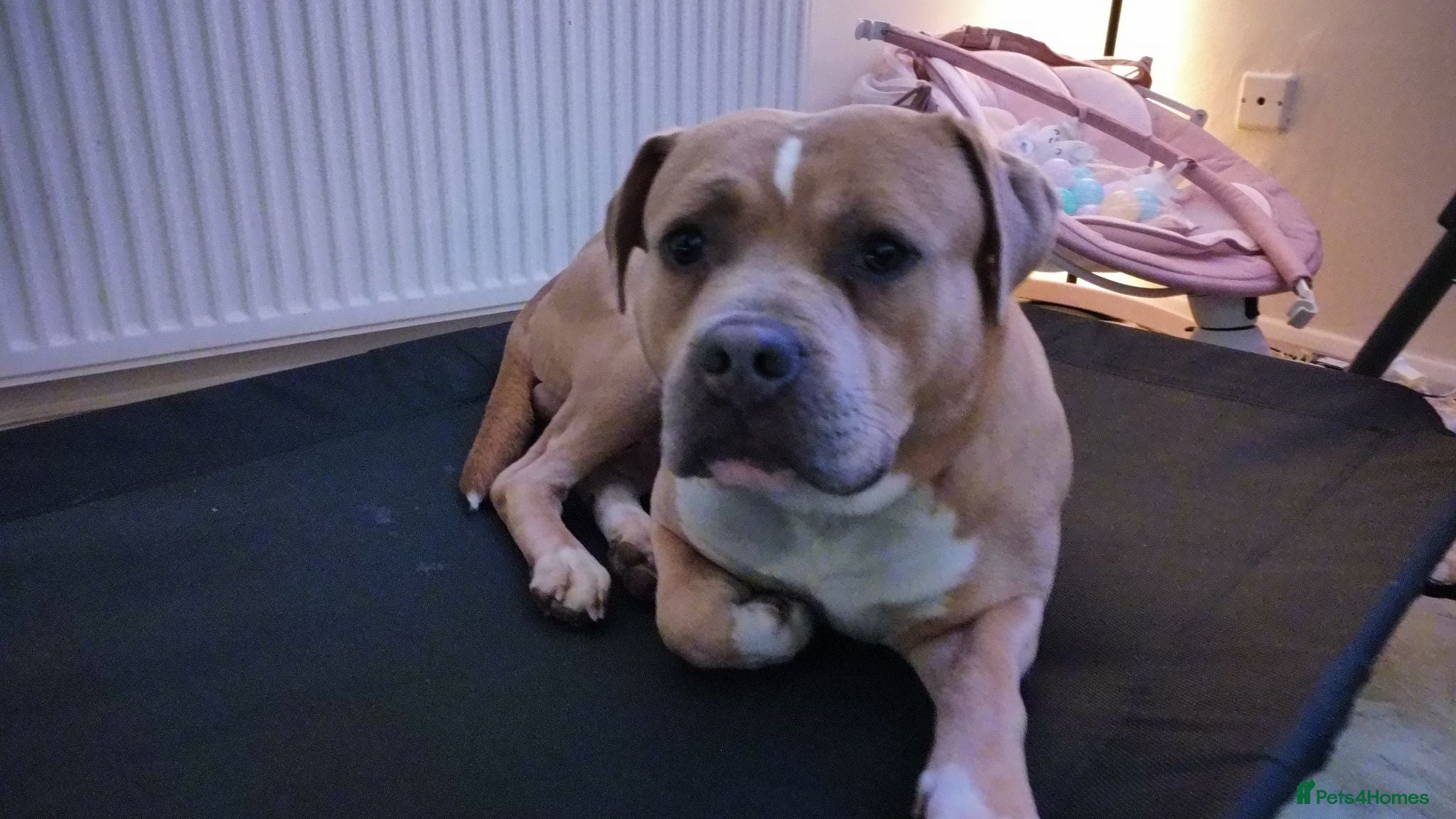 Mixed Breed dogs My baby boy needs a loving home - Advert 1