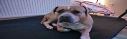 Mixed Breed dogs for sale: My baby boy needs a loving home in Cannock - Advert 1