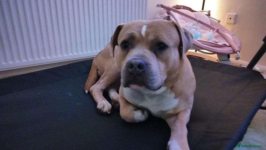 Mixed Breed dogs for sale: My baby boy needs a loving home in Cannock - Advert 1