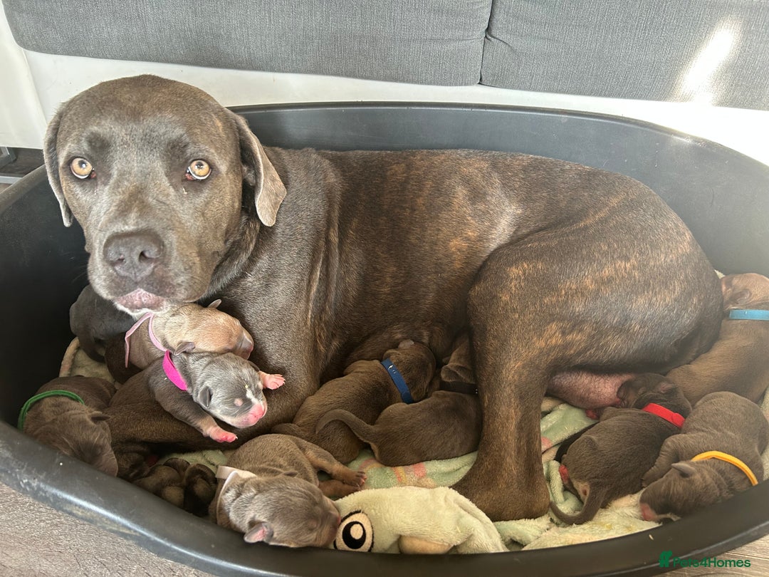 Mixed Breed dogs for sale: Cane Corso x Pocket Bully - Image 8