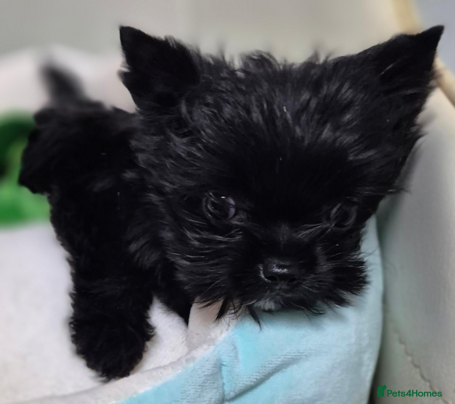 Yorkshire Terrier dogs for sale: Miniature Yorkshire Terrier  - Advert 23