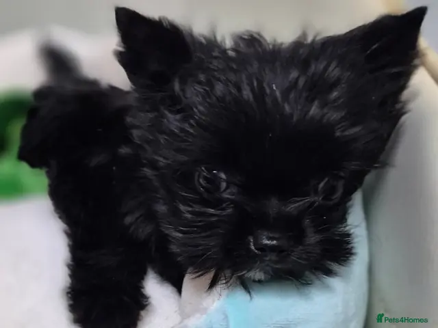 Yorkshire Terrier dogs for sale: Miniature Yorkshire Terrier - Advert 23
