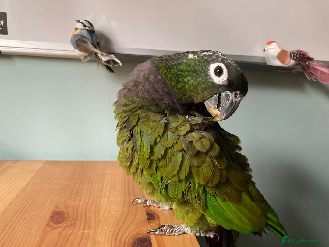 Parrots birds for sale: Beautiful Maximillian Pionus Parrot - Advert 2