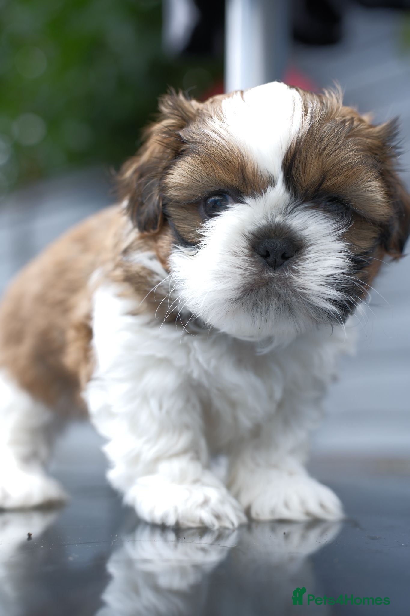 Shih Tzu dogs 3 Beautiful shih tzu puppies  - Advert 1