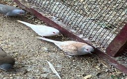 Doves birds for sale: Diamond doves for sale 2025 bred  - Image 11