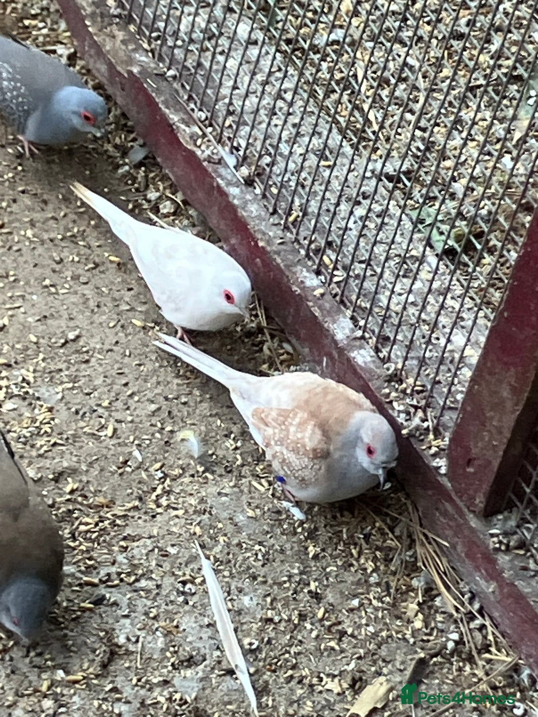 Doves birds for sale: Diamond doves for sale 2025 bred  - Image 11