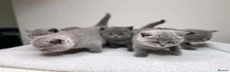 British Shorthair cats for sale: Beautiful Purebred Blue British Shorthair Kittens  in Dundee - Advert 15