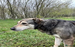 Mixed Breed dogs for adoption: Shirley - Norwich Norfolk  - Image 21