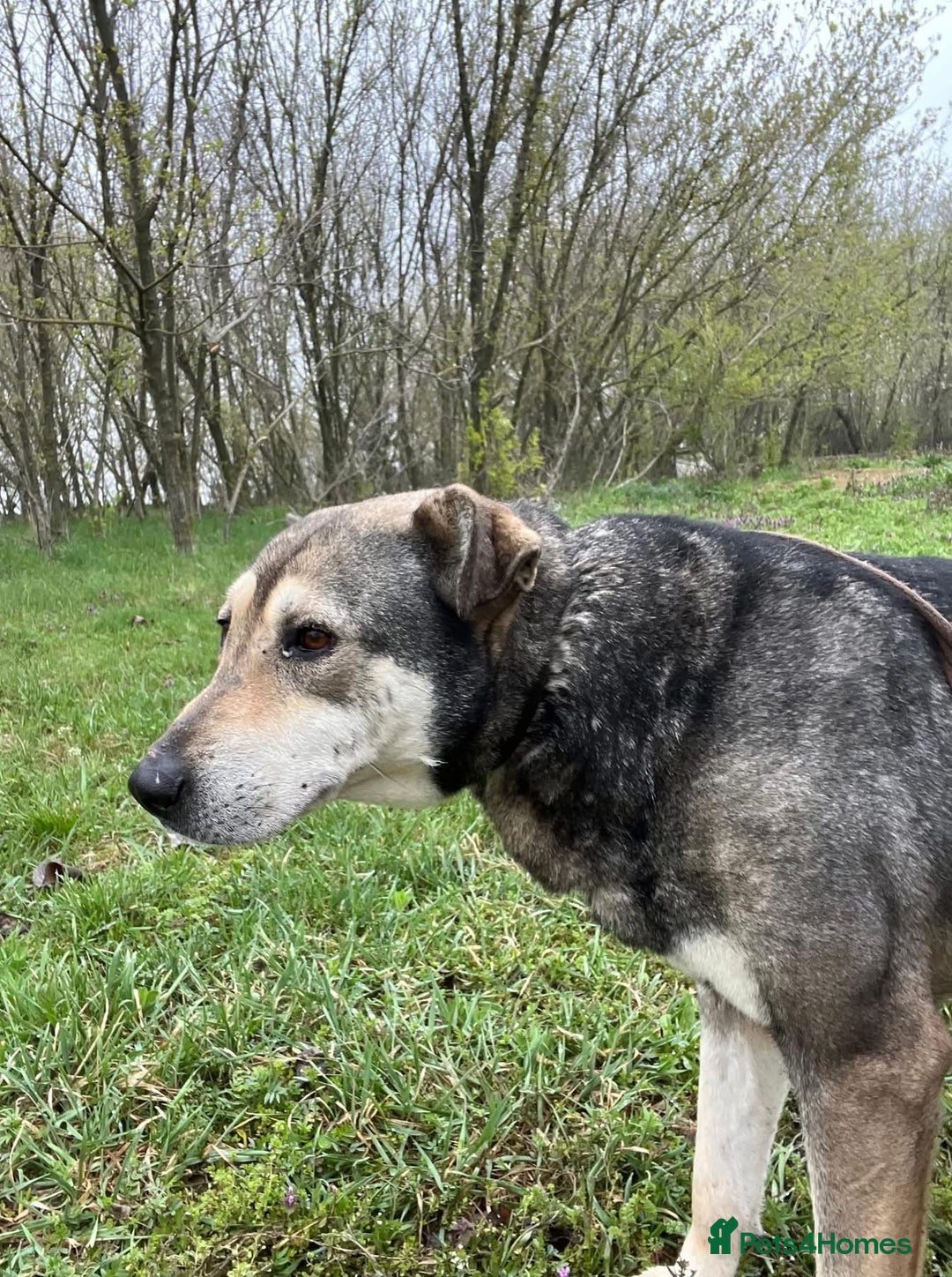 Mixed Breed dogs for adoption: Shirley - Norwich Norfolk  - Image 21