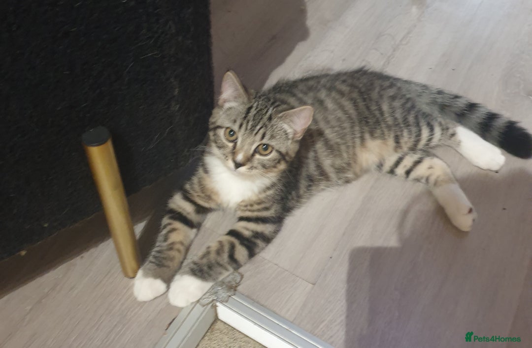 Mixed Breed cats for sale: Adorable Kittens♥️ - Image 8