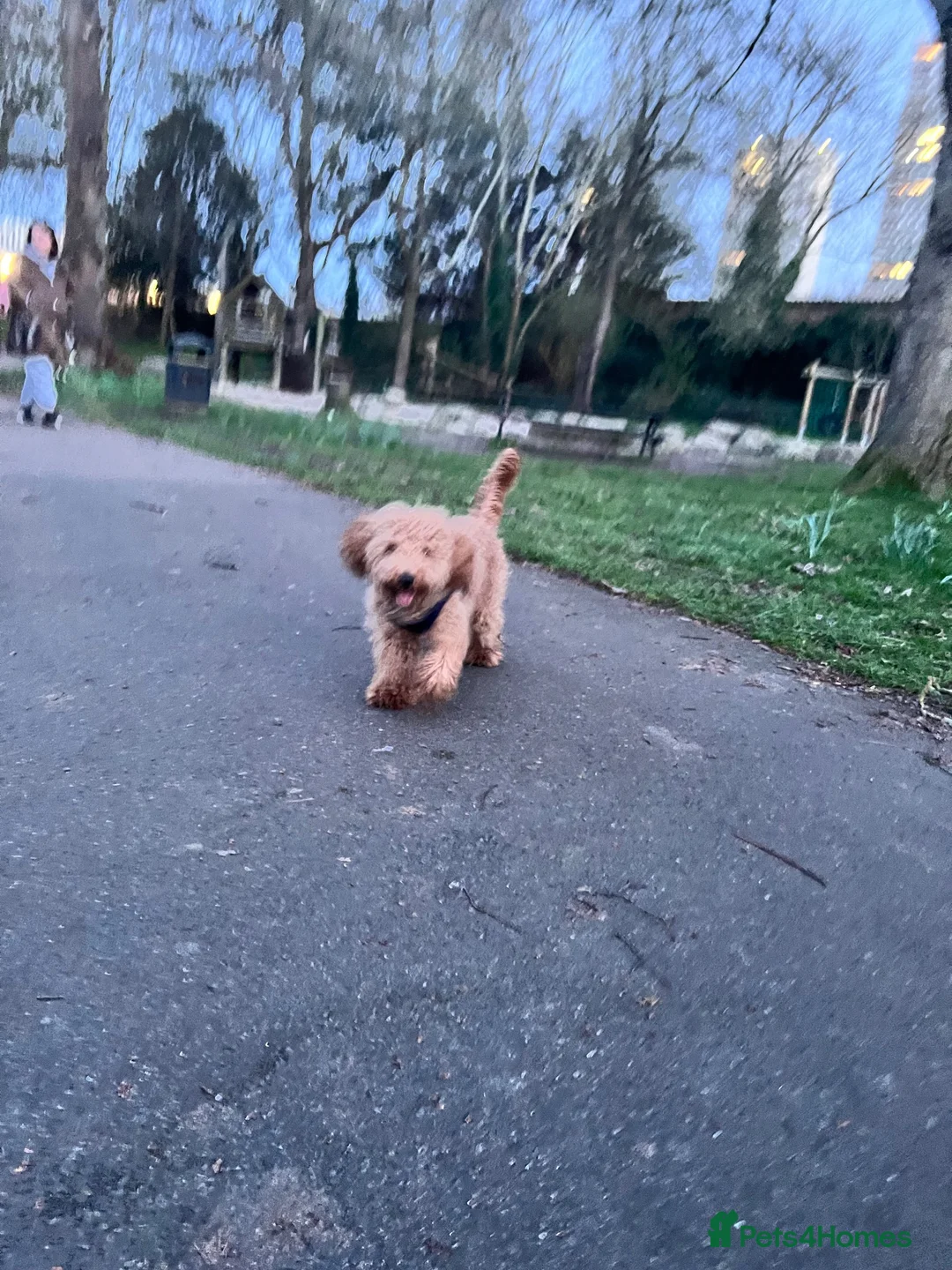 Cockapoo dogs for sale: Stunning Cockapoo Boy Ready for His Forever Home - Advert 2