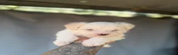Maltese dogs for sale: Bichon Maltese puppies 🐶  in Northampton - Advert 12