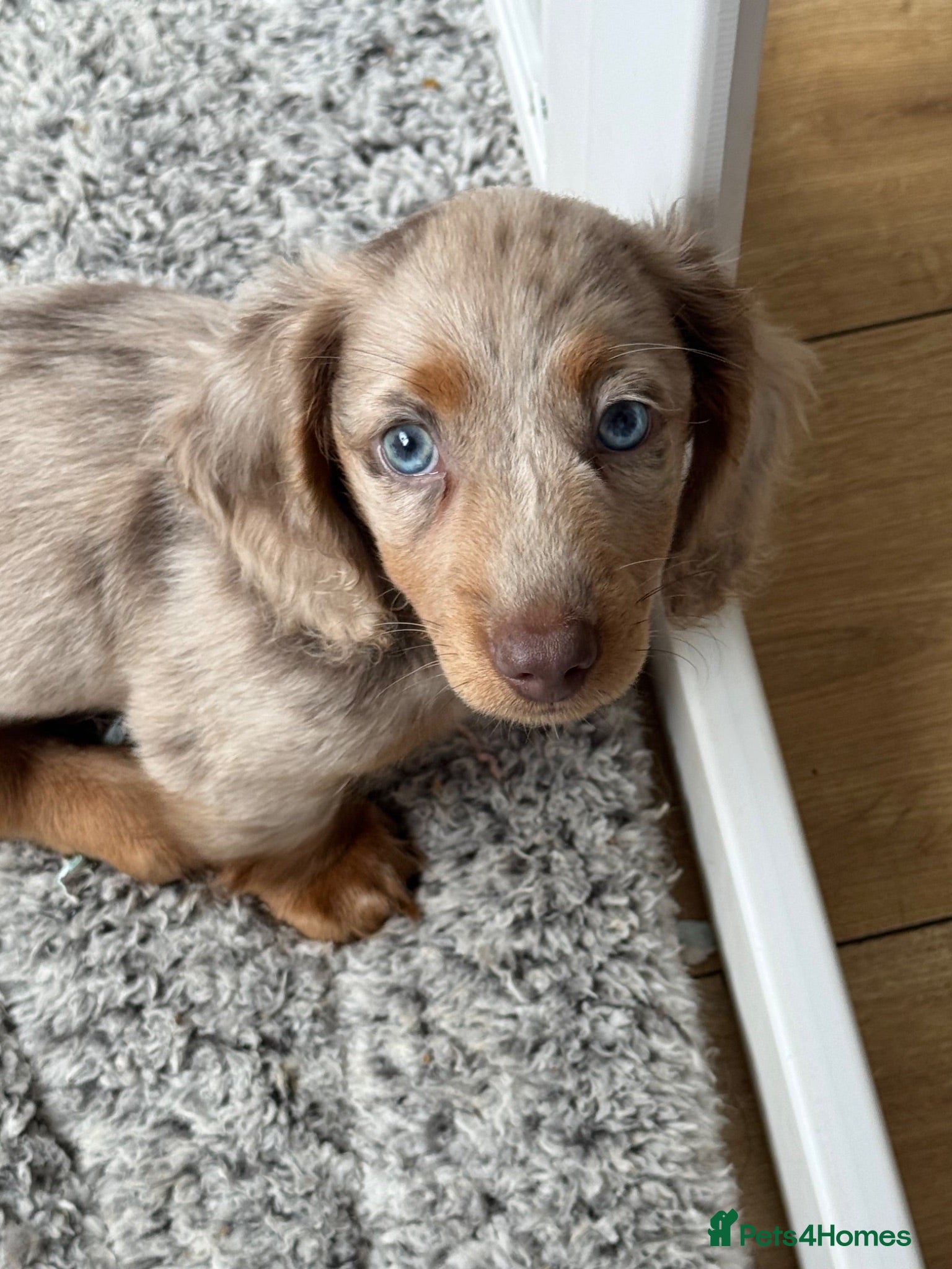 Miniature Dachshund dogs Long Haired Miniature Dacshund’s Ready To Leave - Advert 13