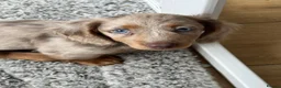 Miniature Dachshund dogs for sale: Long Haired Miniature Dacshund’s Ready To Leave - Advert 2