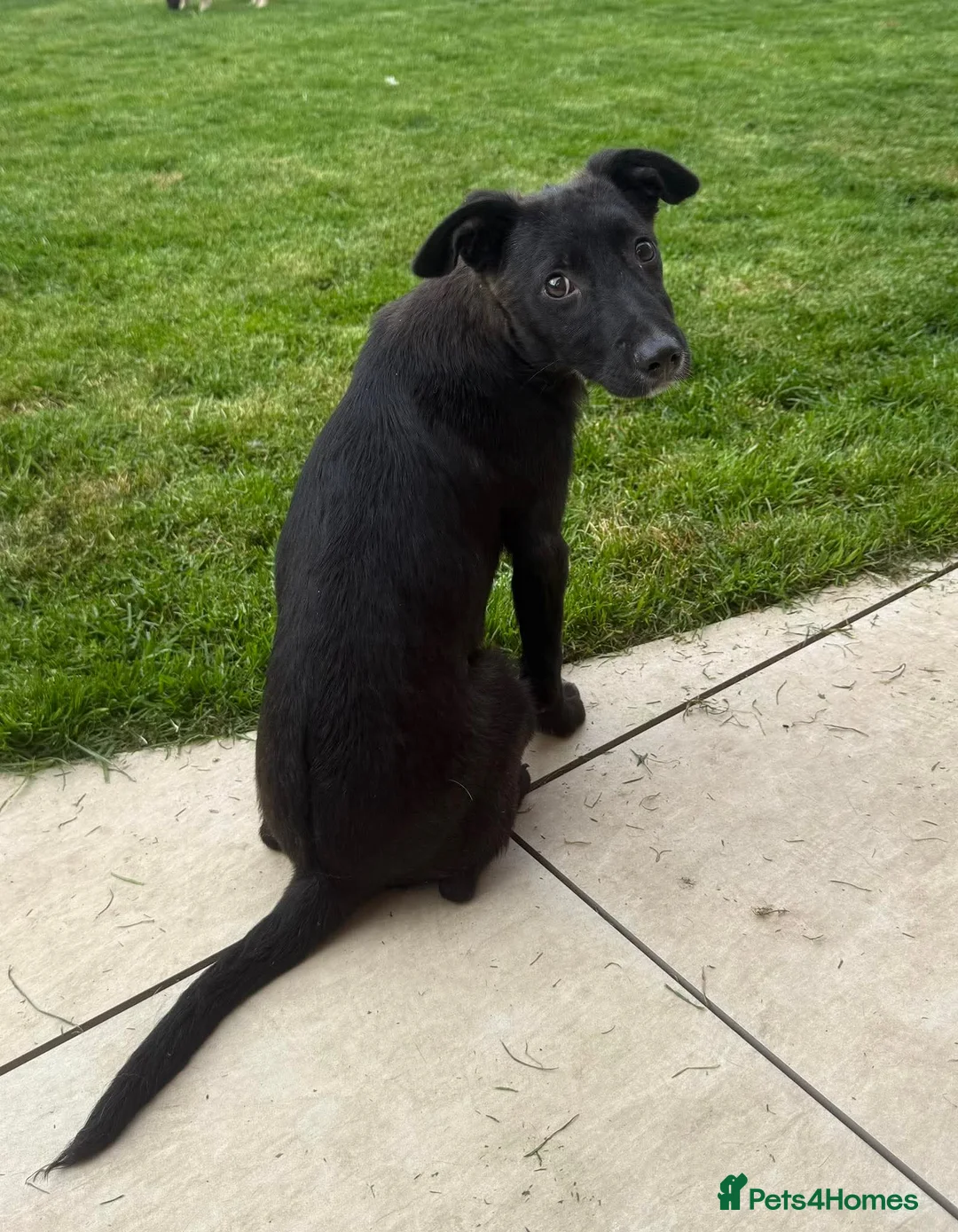 Mixed Breed dogs for adoption: Cleo  - Advert 2