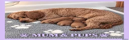 Cavapoo dogs for sale: Gorgeous cavapoo puppies from DNA tested parents - Advert 2