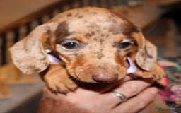 Dachshund dogs for sale: Miniature Dachshund Puppies for Sale - Image 7
