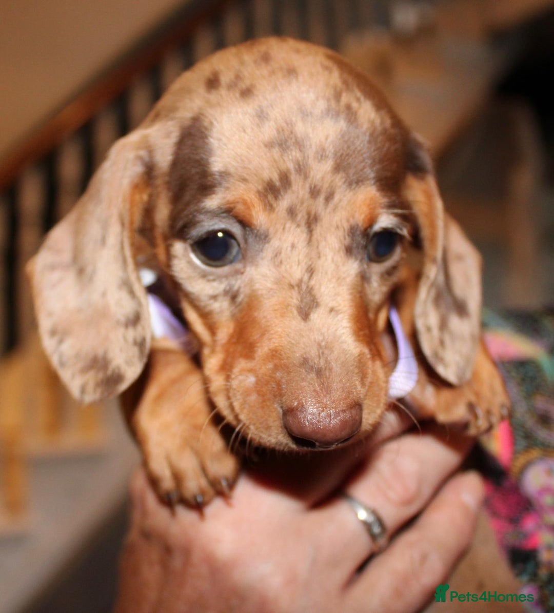 Dachshund dogs for sale: Miniature Dachshund Puppies for Sale - Image 7